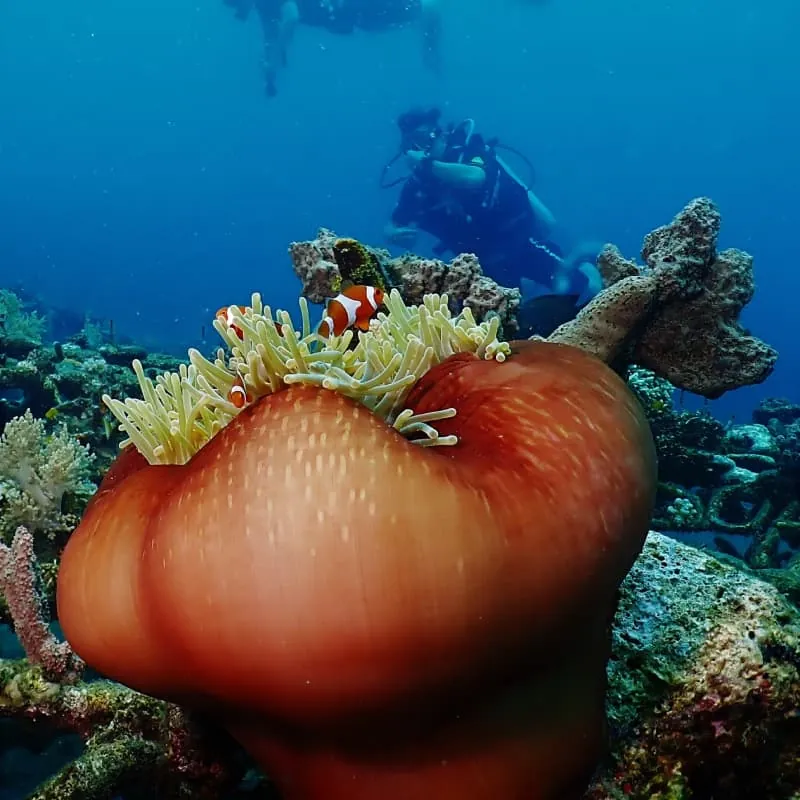 Candidasa Scuba Diving Bali - Gallery 1